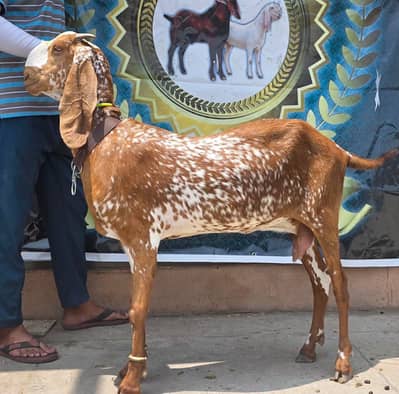 Maki cheeni goat