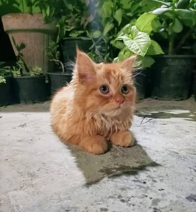 Persian cat for sale