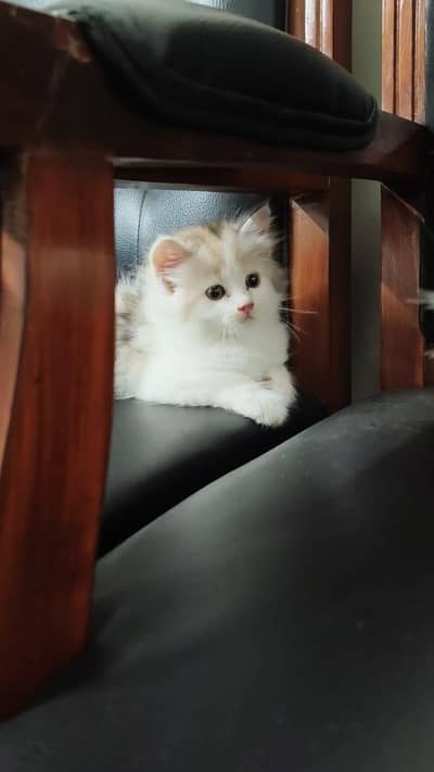 Persian Triple Coated Calico Kitten Available For Sale