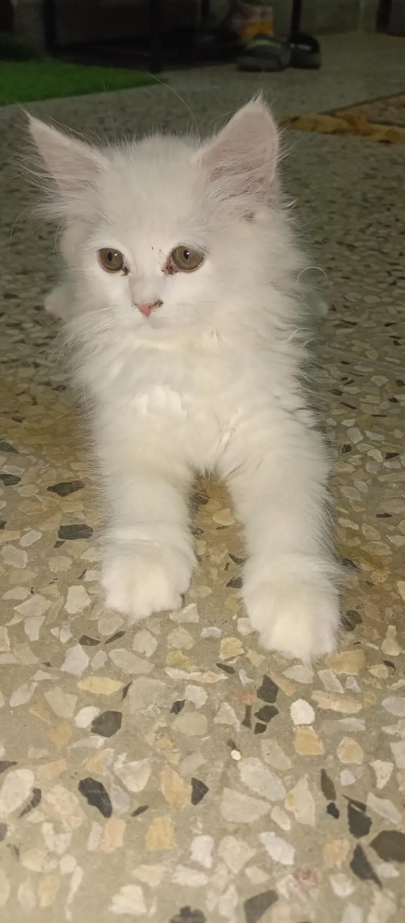persian kitten — photo 7