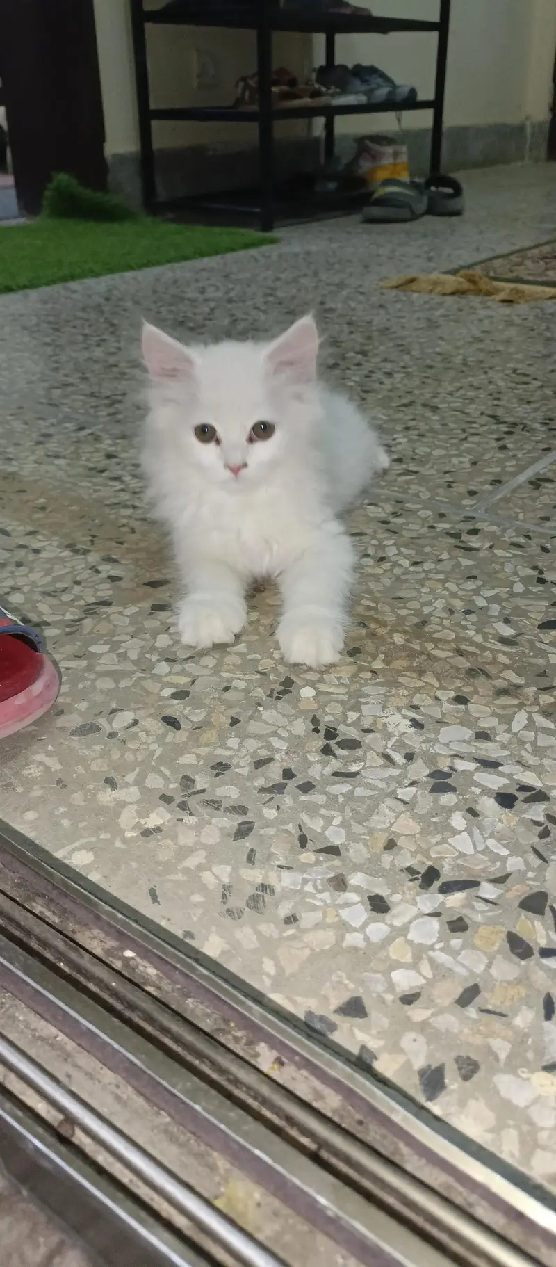 persian kitten — photo 8
