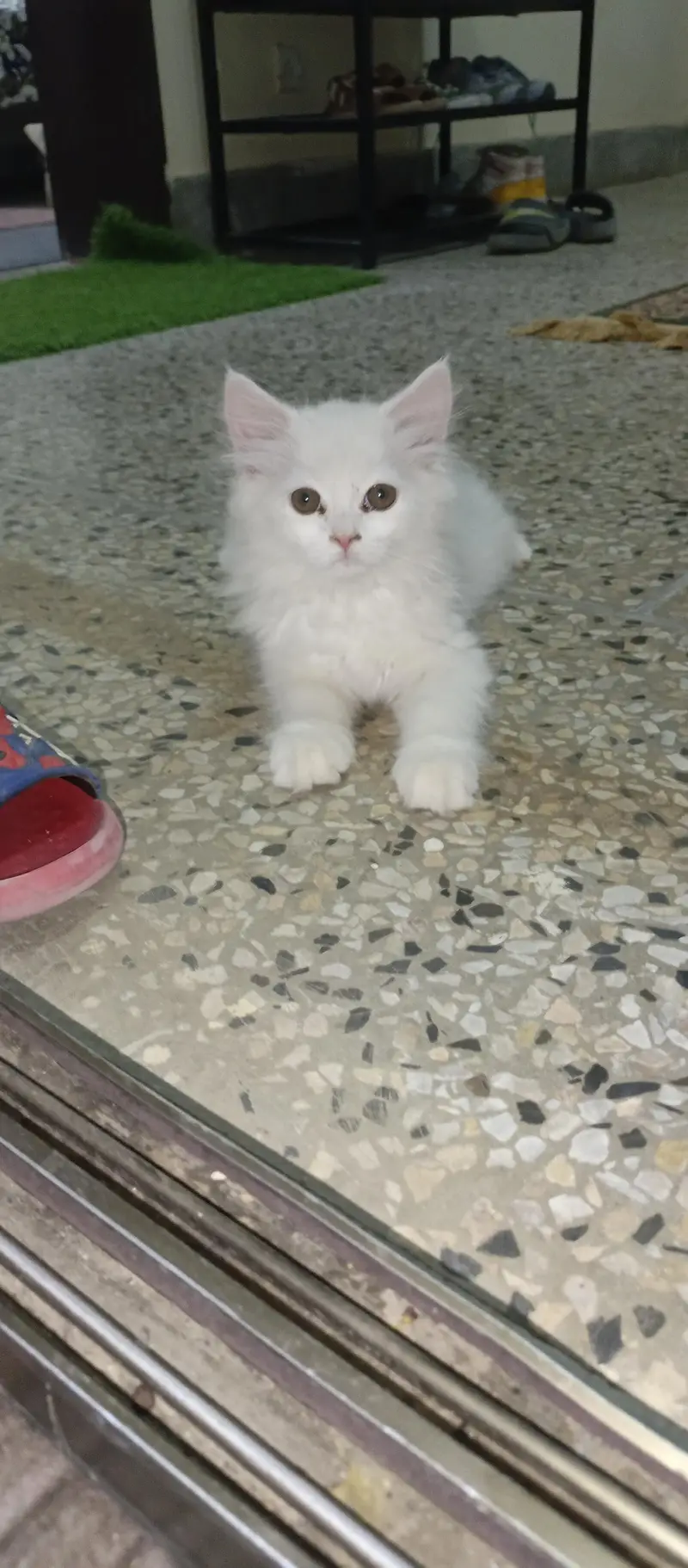 persian kitten — photo 9
