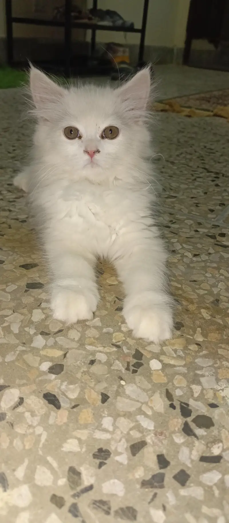 persian kitten — photo 10