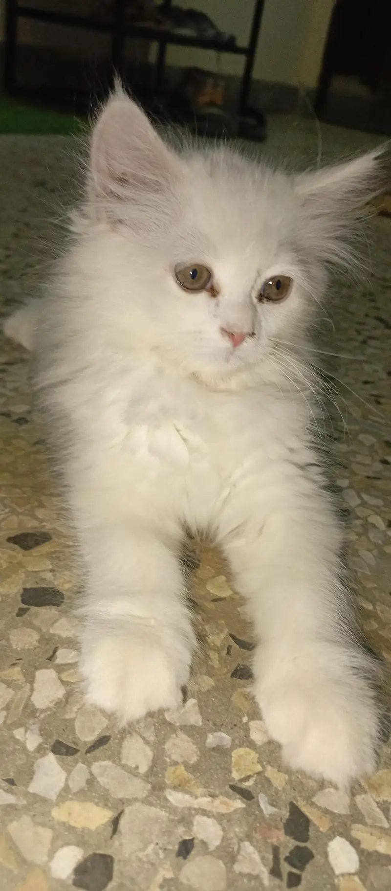 persian kitten — photo 11