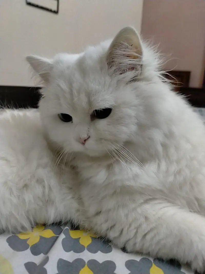 persian kitten — photo 12