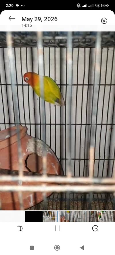 different parrots hain nayab nasal k bhi hain cage bhi bohat sarey hai