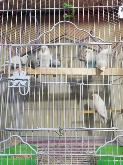 lovebirds all red eye splits 1500 per piece