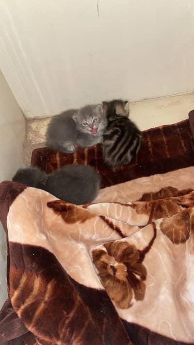 3 Persians kittens