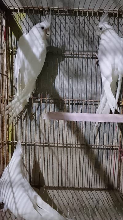 Eno cocktail pair