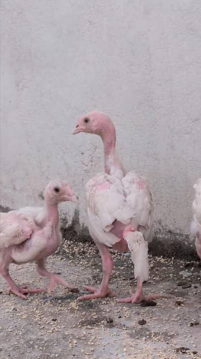 3 paper white Heera pathay available for sell Whatsapp: 03159640025