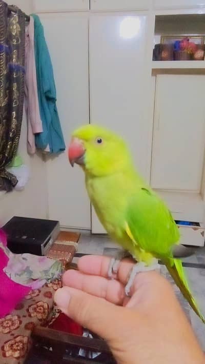 03369510495 Green ringneck female parrot handtame