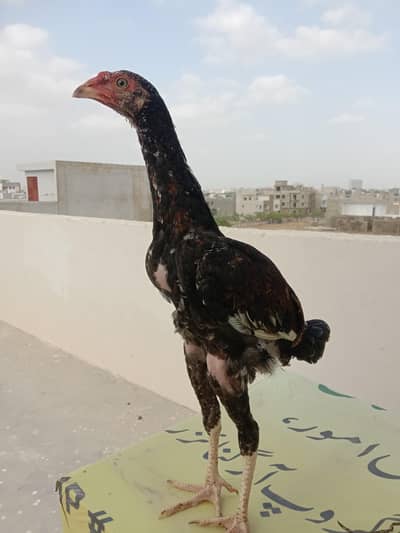 Aseel patha