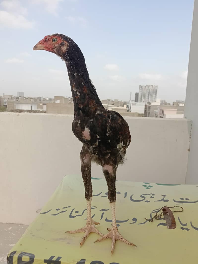 Aseel patha 1
