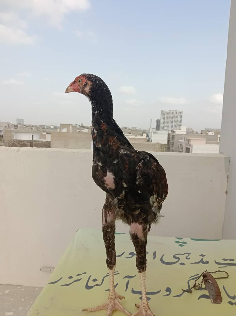 Aseel patha 2