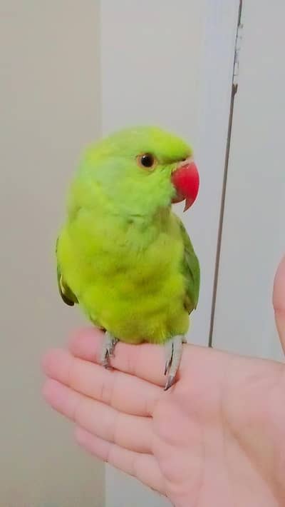 03369510495Friendly Green Ring Neck Male Parrot Jumbo Size