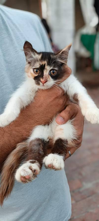 Persian kittens