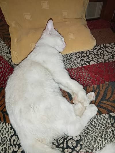 persian cat