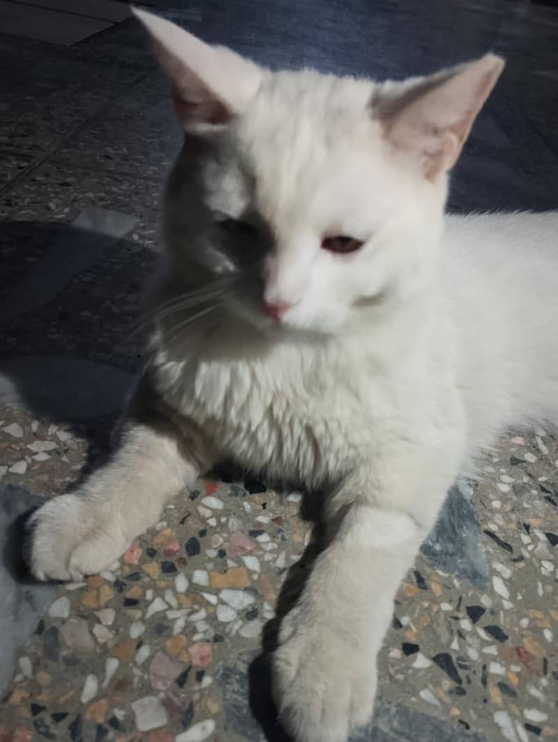persian cat 1
