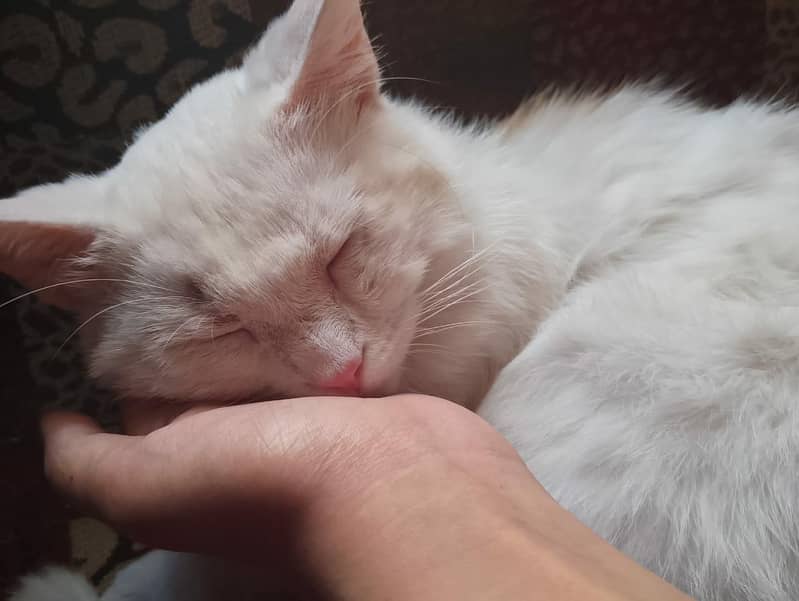 persian cat 2