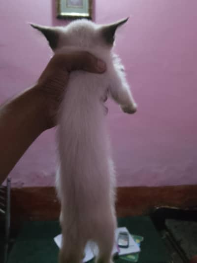 Cute Himalayan Kitten