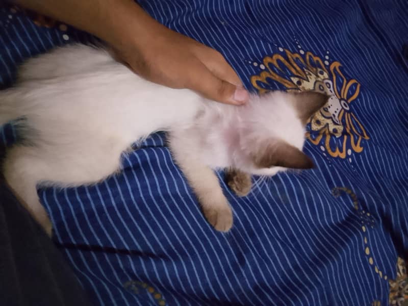 Cute Himalayan Kitten 1
