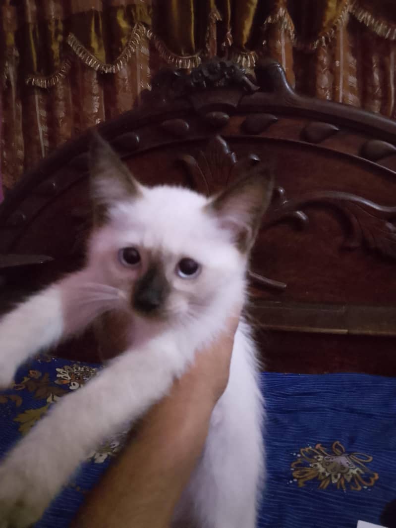 Cute Himalayan Kitten 2