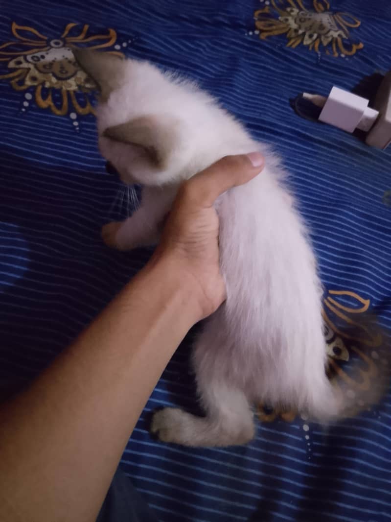 Cute Himalayan Kitten 3