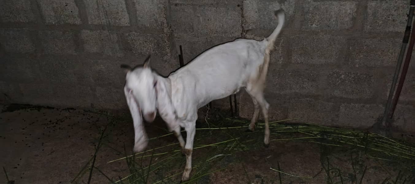 female 0
