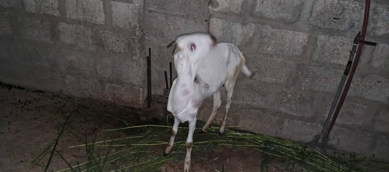 female 2