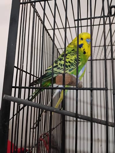 exhibition breeder male