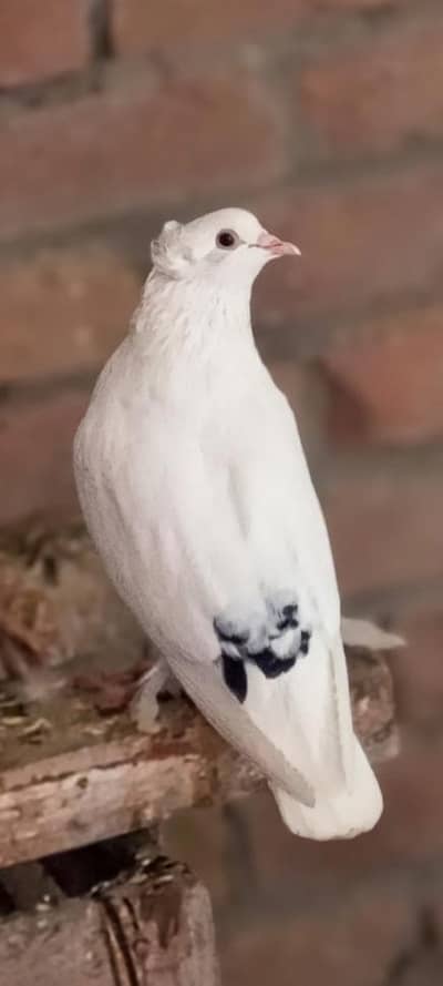 Fancy pigeons.