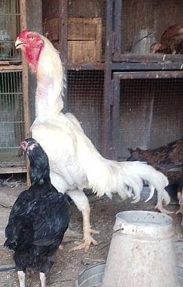 white Shamoo Breeder Male for sale