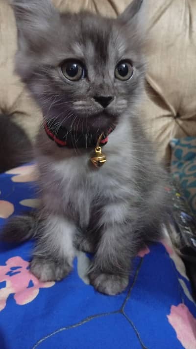 Kitten for sale