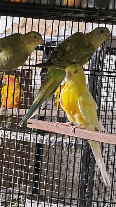 Lutino Rump Pair