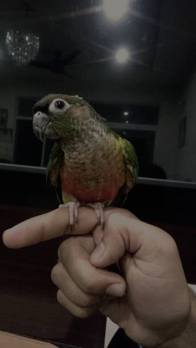 hand tame conure parrot