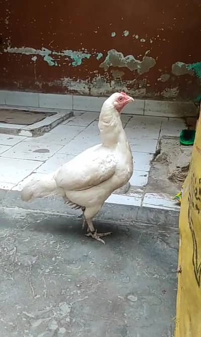Aseel Heera Murgi