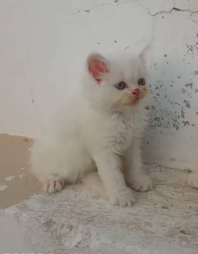 Persian kittens for sale