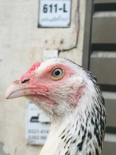 Beautiful Aseel female