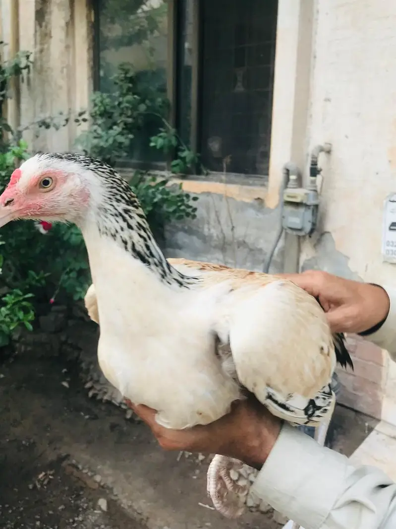 Beautiful Aseel female — photo 4