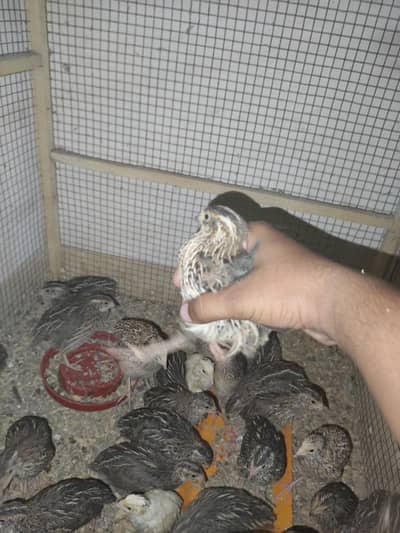 Batair /Quail / chicks