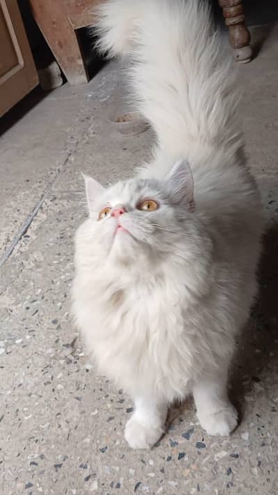 Persian cat female  WhatsApp number 0304 3757006
