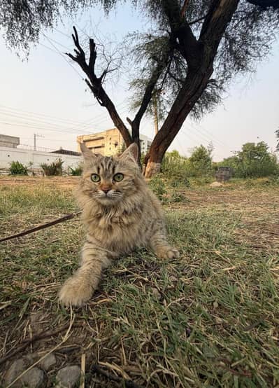 persian cat for sale