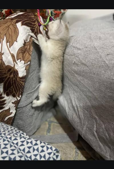 British kittin for sell. 0325 7045886