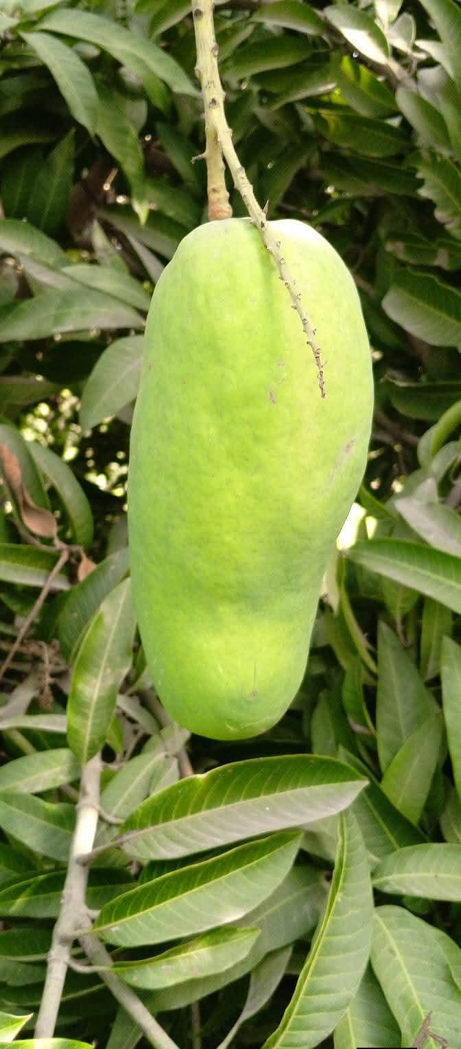 sujrha Mango  form 5