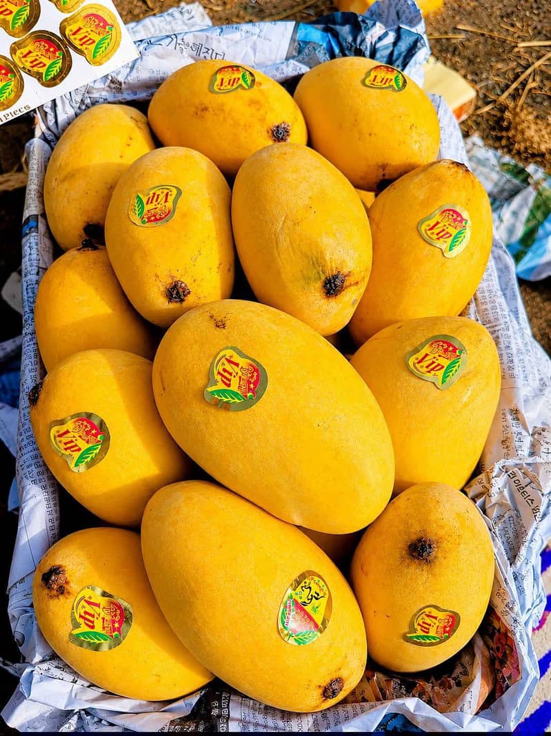 sujrha Mango  form 6