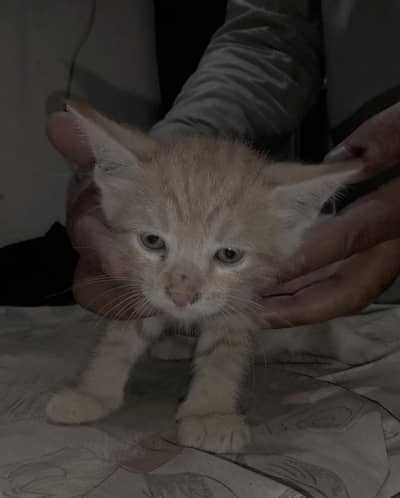 kittens