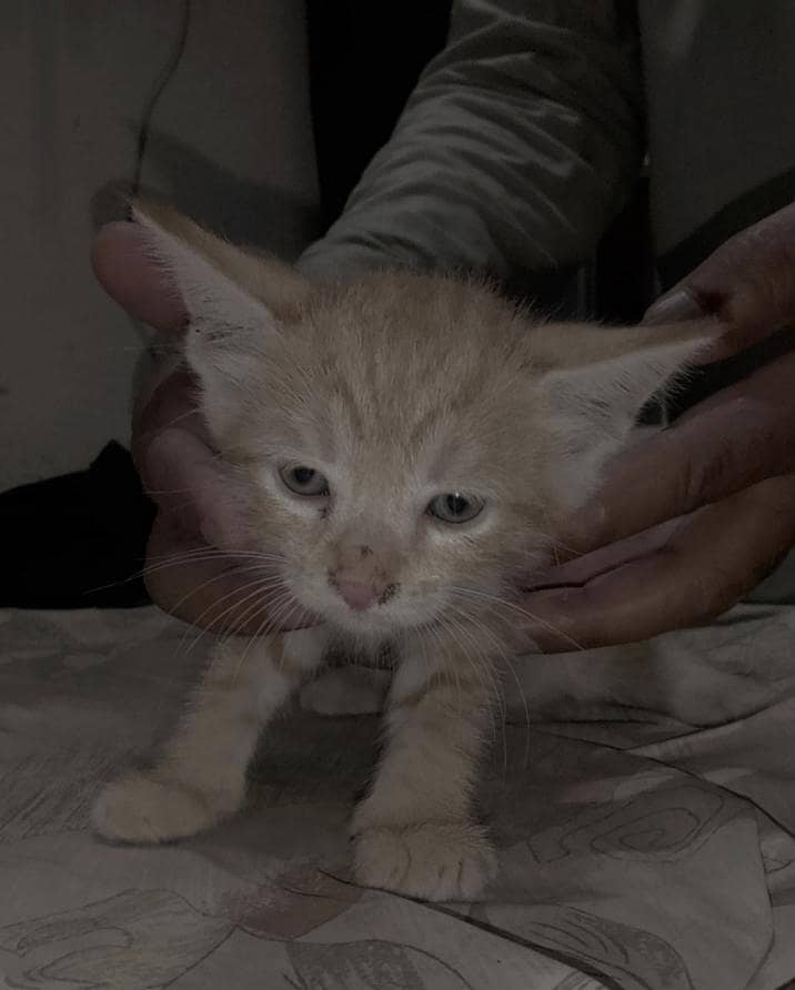 kittens 0
