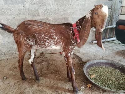 maki chini male goat for sale active and health