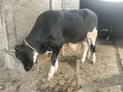 Brahman Cross Bull