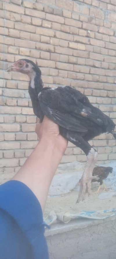 Aseel morga for sale